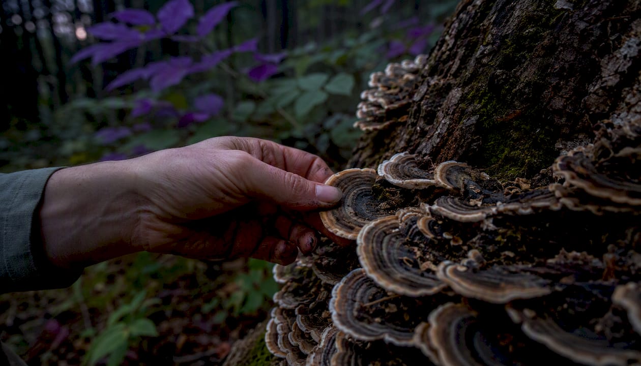 Hand harvesting turkey tail fungi on tree