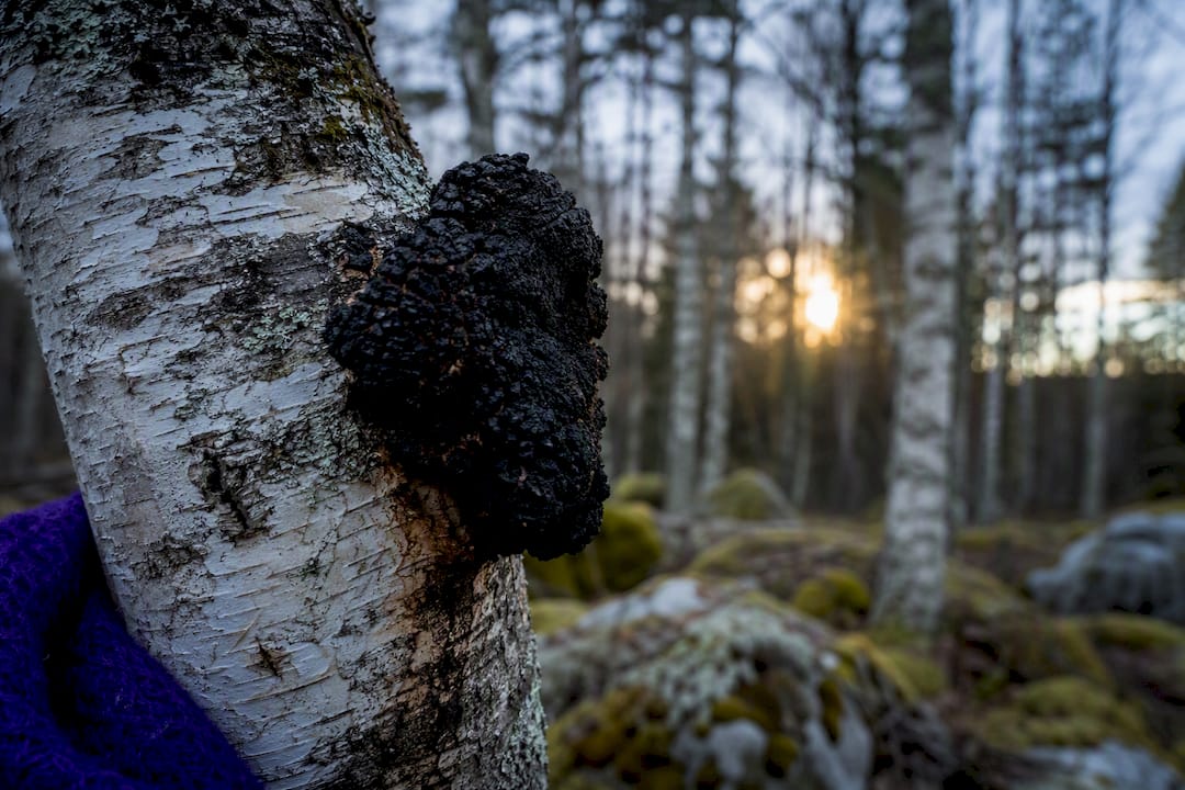 Wild chaga growing on birch bark